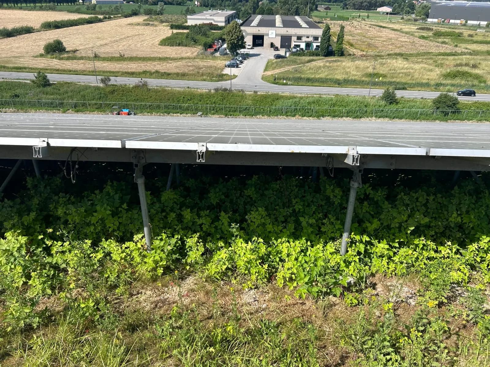 Rij grondgebonden zonnepanelen in een zonnepark met hoog onkruid eronder, en dezelfde rij na het maaien (Voor)